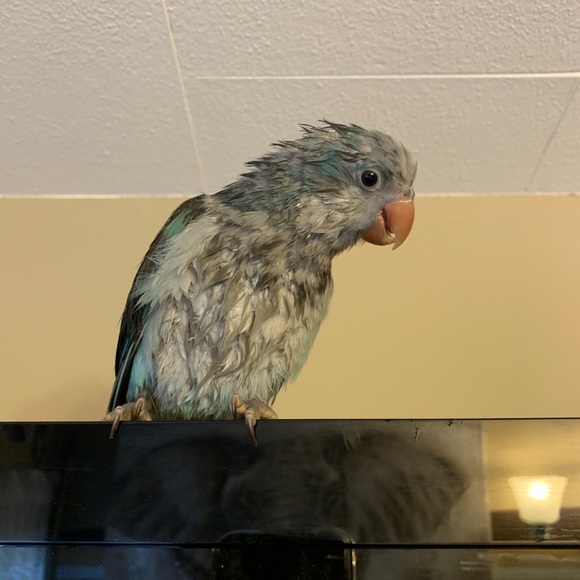 Meet your Posher, Karen - Picture 3 of 12